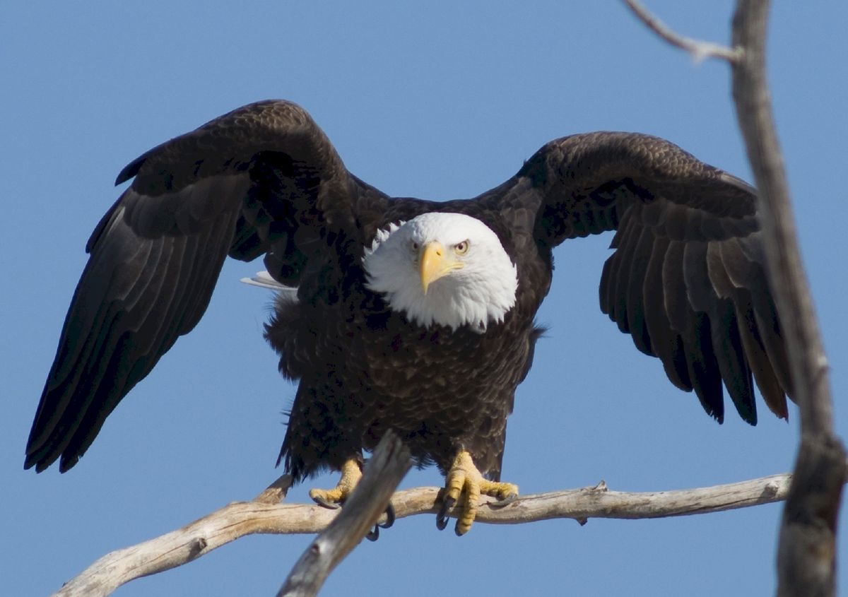 The Eagle in Different Cultures and Dream Interpretations