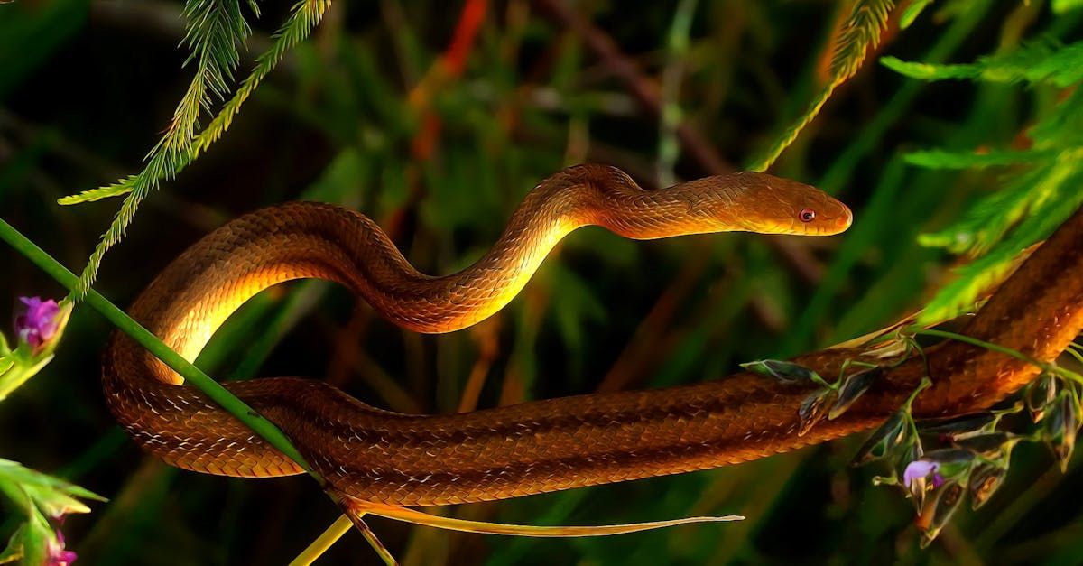 Understanding the Symbolism of Brown Snakes in Dreams