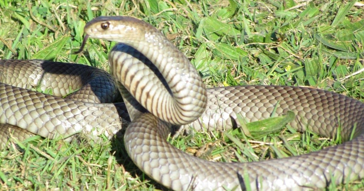 Interpreting the Spiritual Significance of Brown Snakes