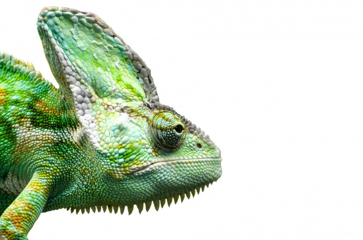 Specific Chameleon Dream Scenarios and Their Meanings