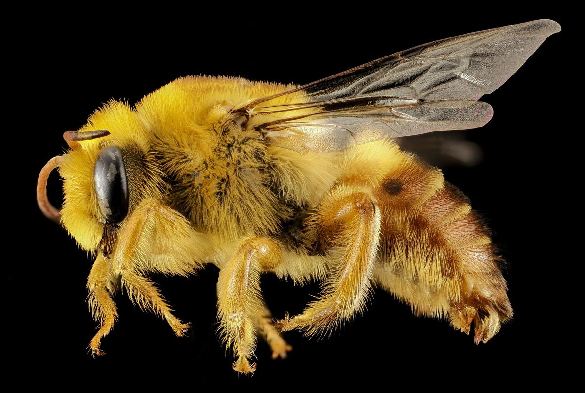 Understanding the Symbolism of Yellow Bees in Dreams