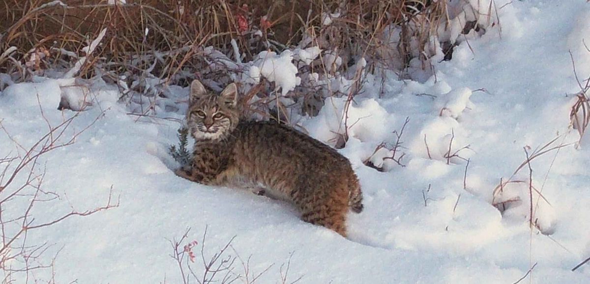 Navigating Dream Meanings: Practical Steps After a Bobcat Attack Dream