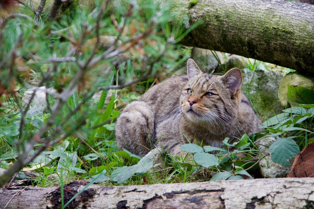 Personal Reflections: What a Bobcat Attack Dream Says About You