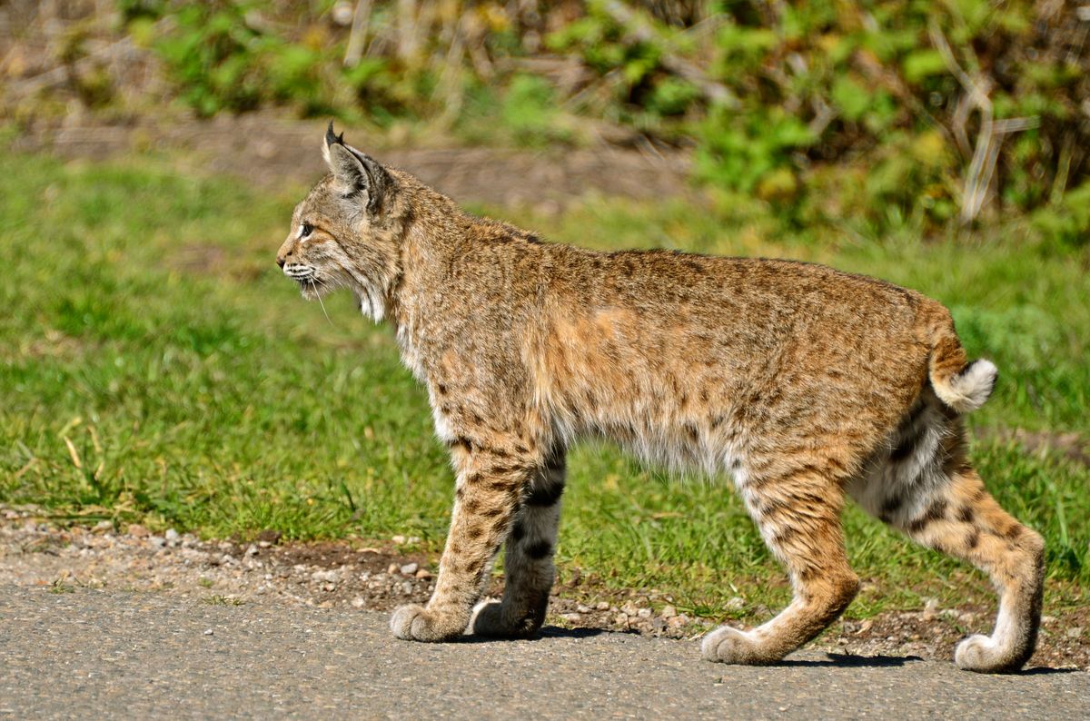 Interpreting the Presence of a Bobcat in Unfamiliar Territories