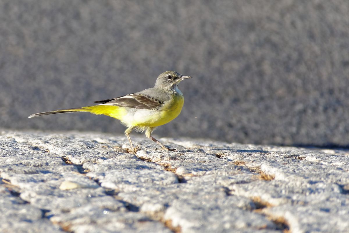 Exploring the Presence of Birds in Domestic Spaces