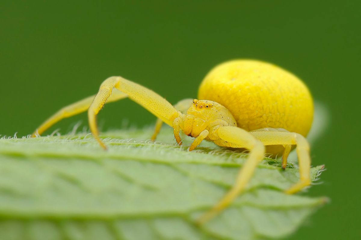 Common Interpretations of Yellow Spider Dreams