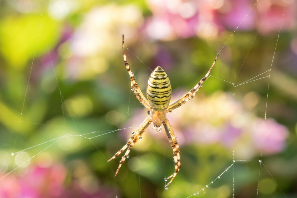 Psychological Perspectives on Spider Dreams