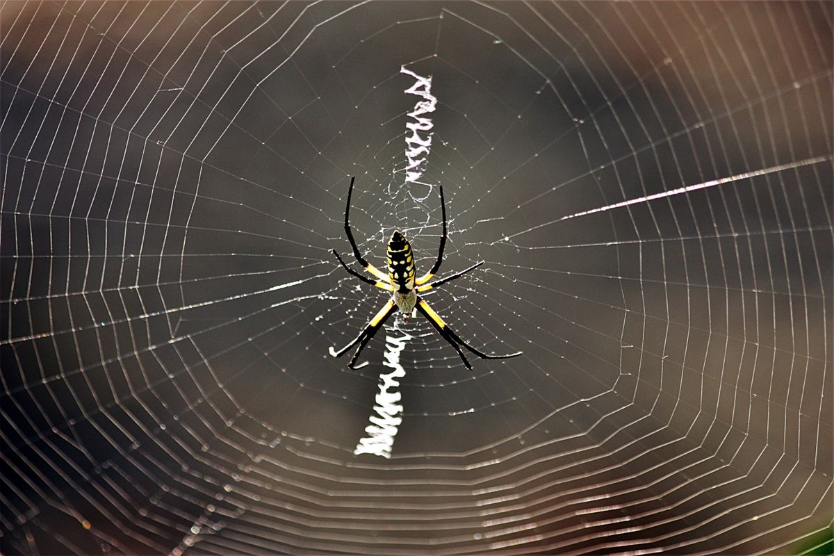 Understanding the Symbolism of Yellow Spiders in Dreams