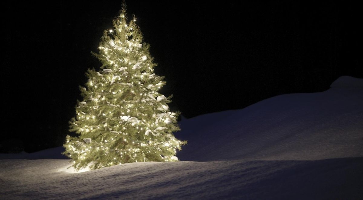 Biblical Symbolism of Trees and the Christmas Connection