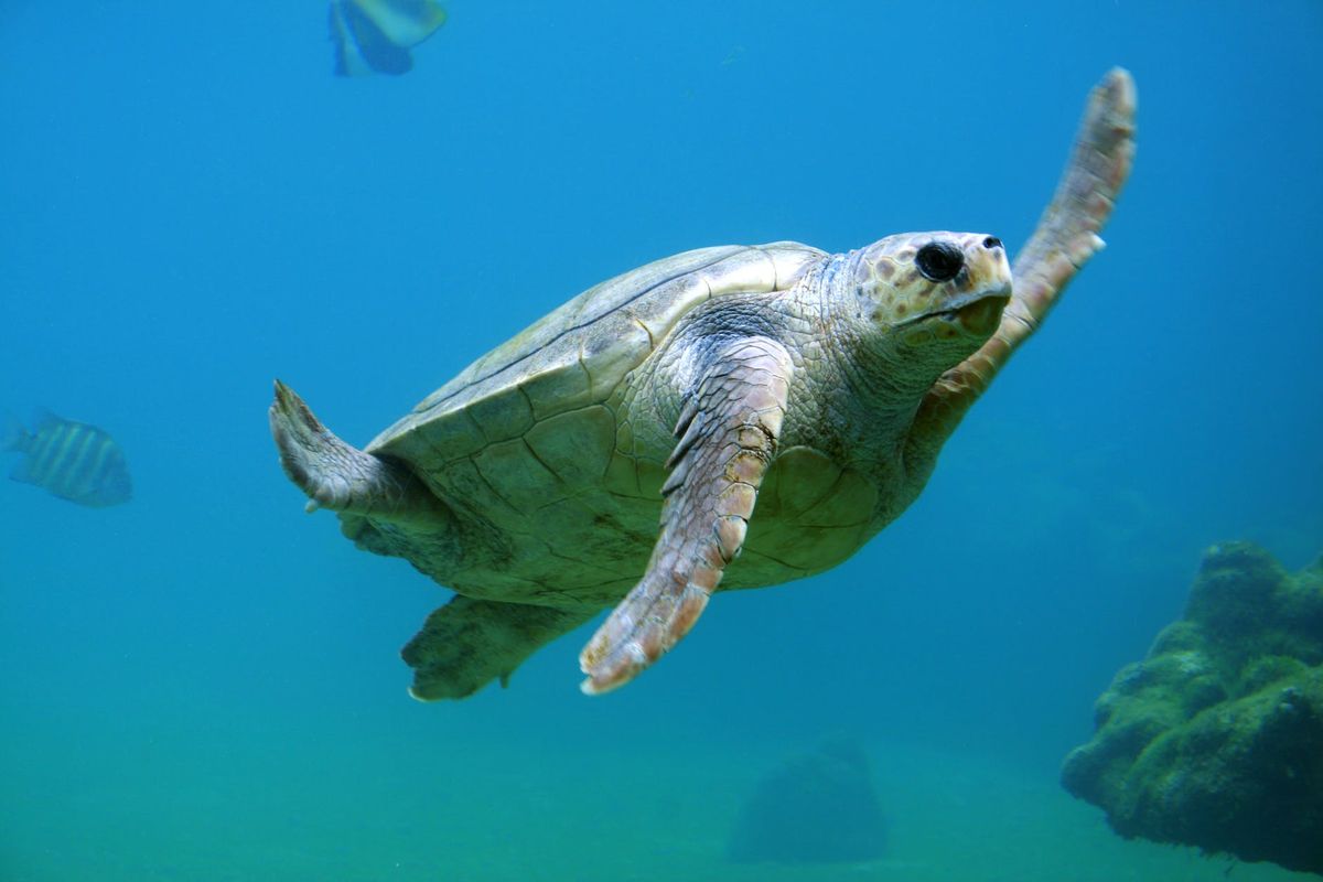 Cultural and Symbolic Significance of Dreaming About Turtles