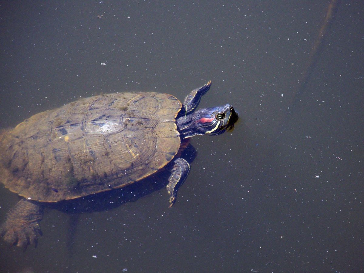 Understanding Turtle Symbolism in Dreams