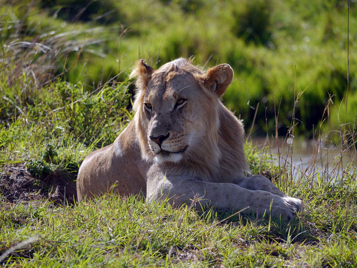 Understanding Lion Dreams: Symbols and Interpretations