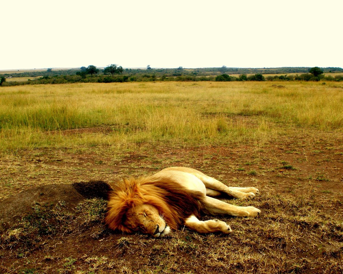 Spiritual and Mythological Aspects of Lion Dreams