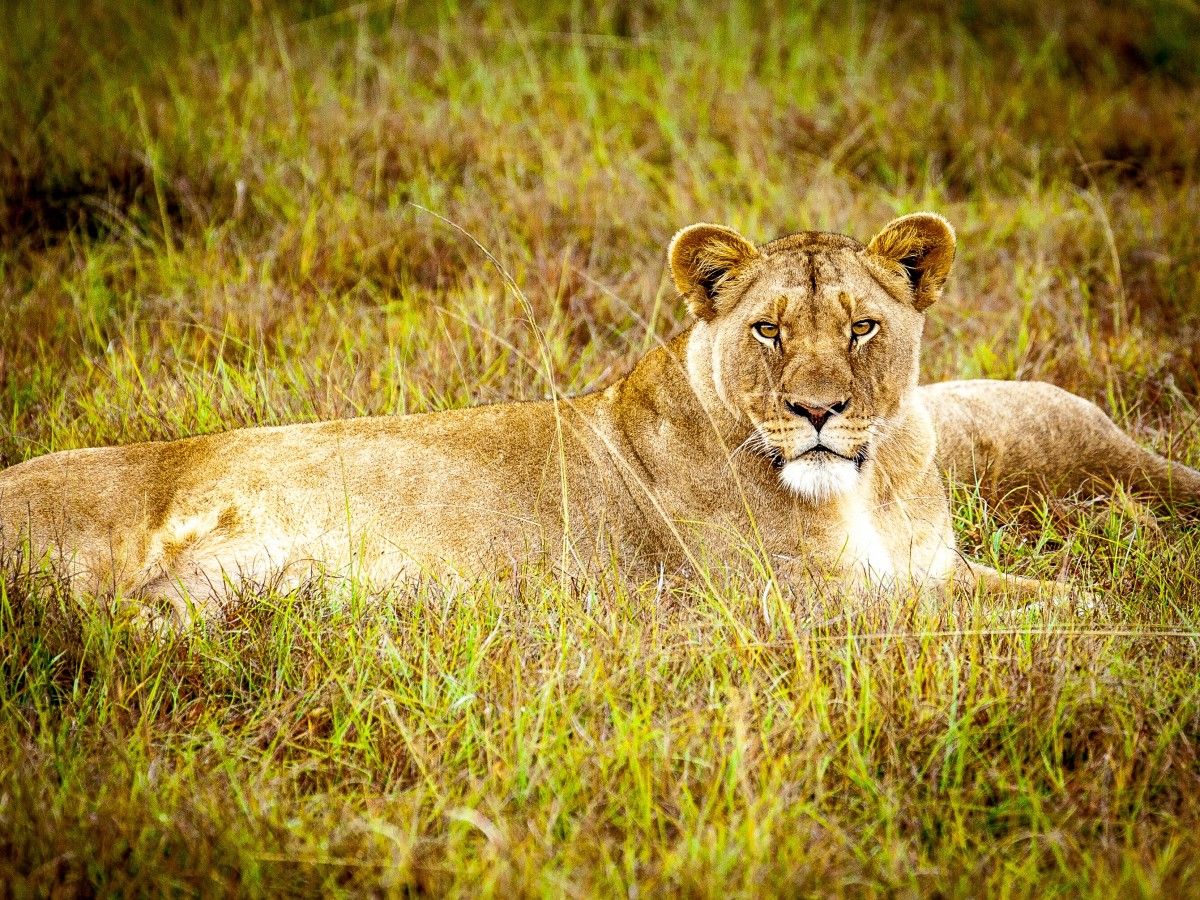 Decoding the Emotional Content of Lion Dreams