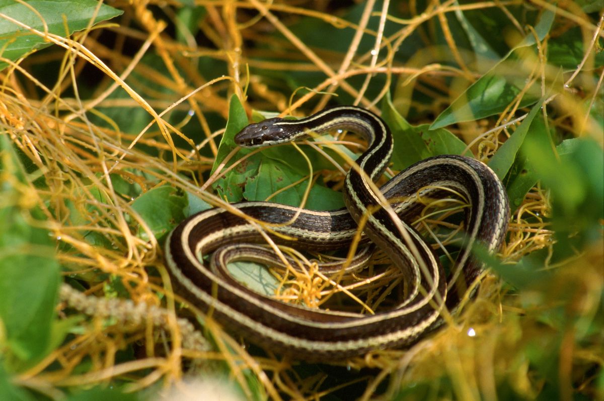 The Significance of the Black Snake's Size and Behavior