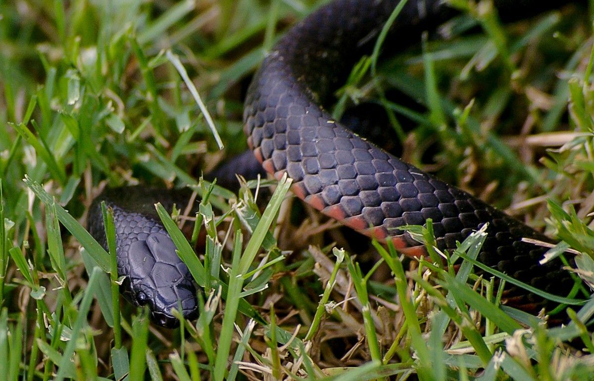 Interpreting the Presence of a Black Snake in Various Dream Scenarios