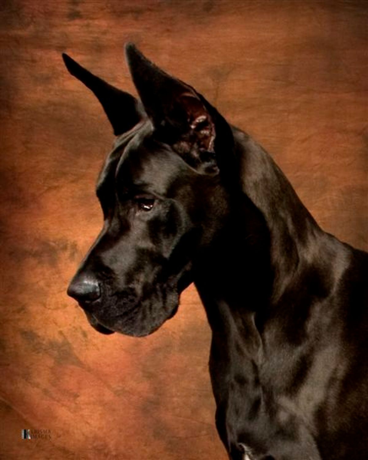 Exploring the Symbolism of Great Danes in Dreams