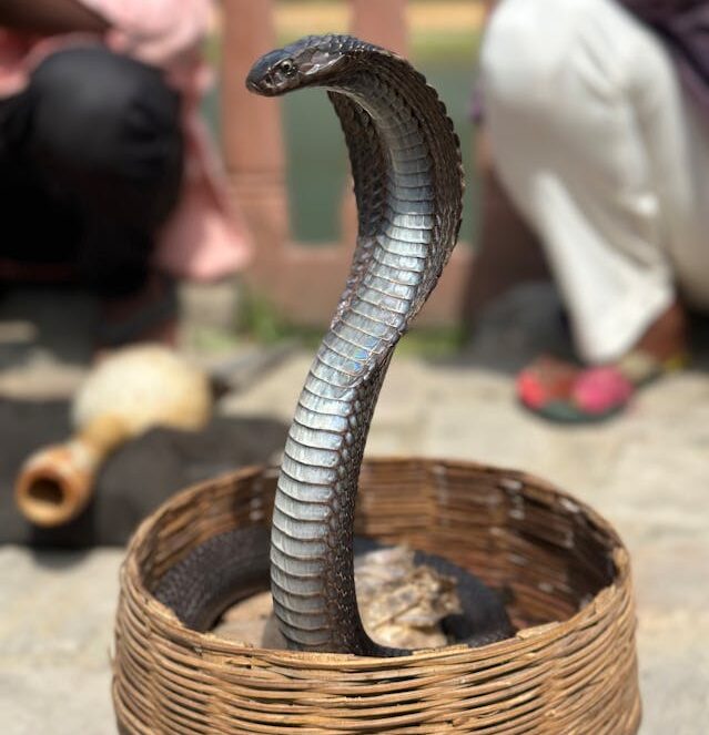 king cobra in dream meaning