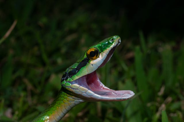 snake head without body dream meaning