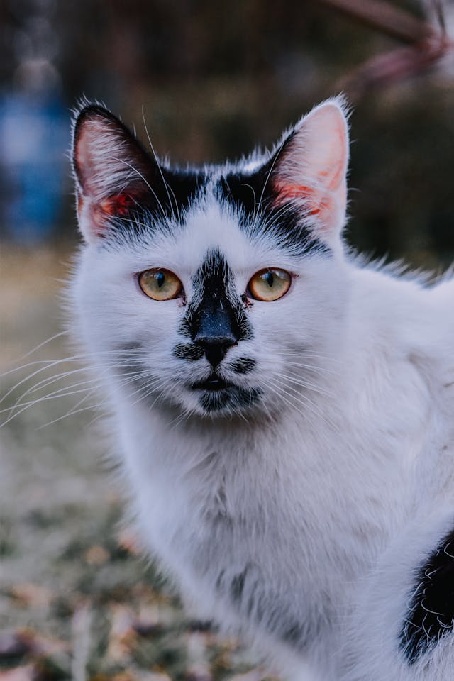 black and white kitten dream meaning