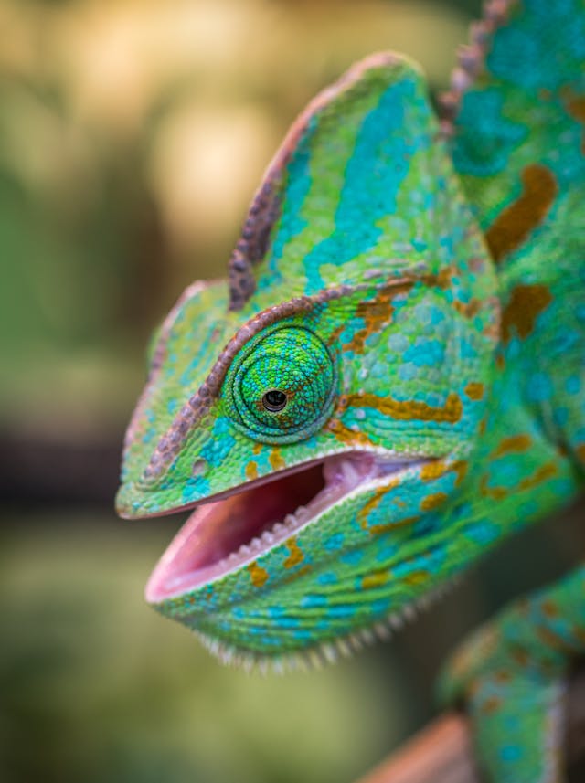 chameleon in dream meaning