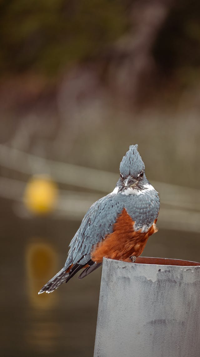 trapped bird dream meaning