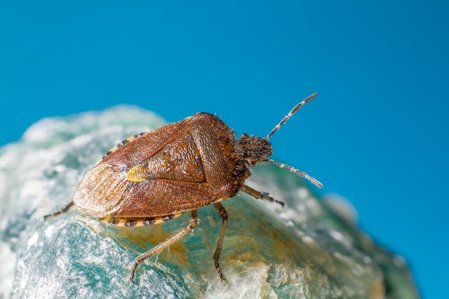 stink bug dream meaning