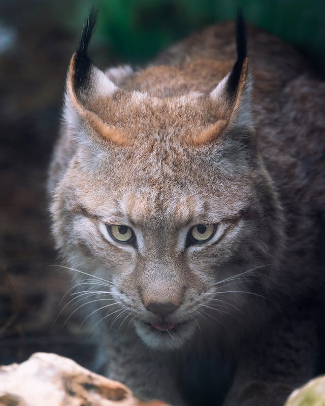 bobcat in dream meaning