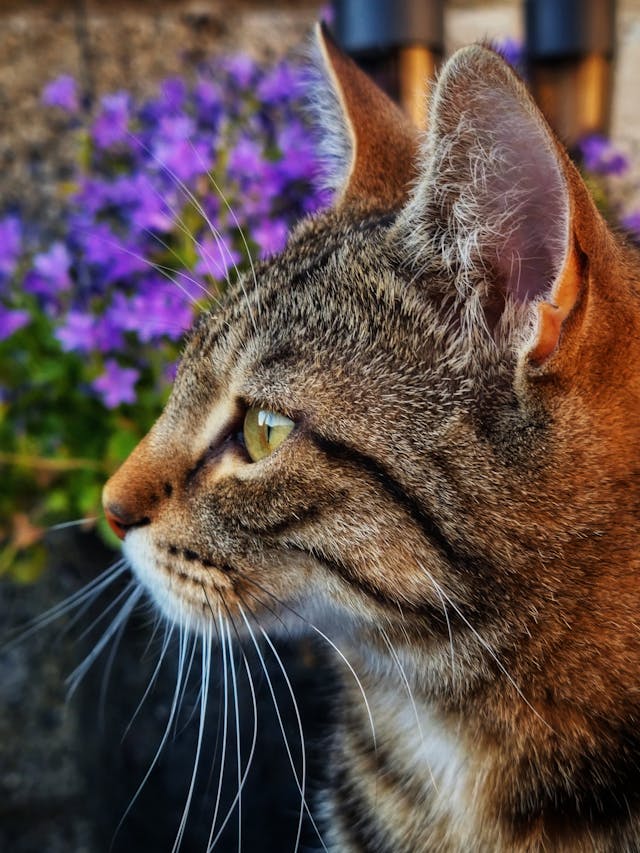 bobcat attack dream meaning