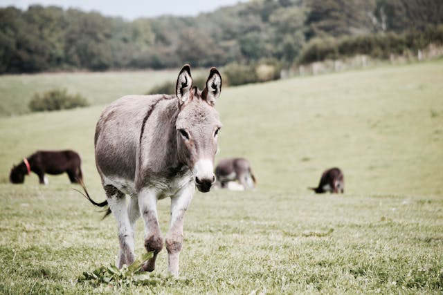 biblical dream meaning of a donkey