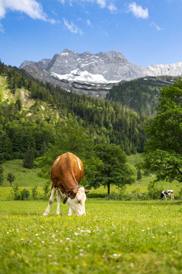 cow chasing in dream meaning