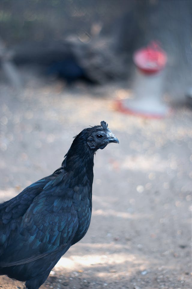 black chicken dream meaning