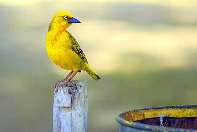 yellow bird in dream meaning