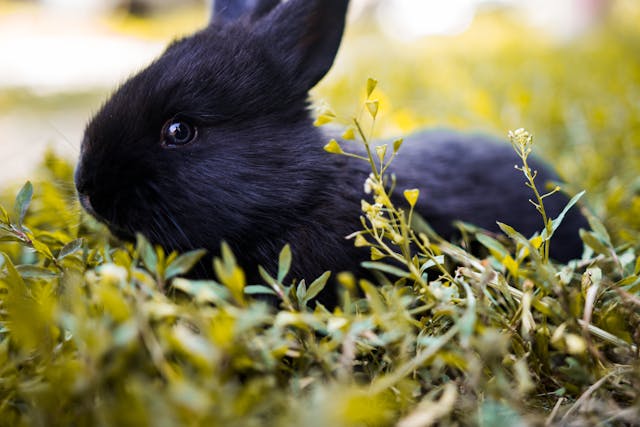 black bunny dream meaning