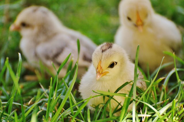 baby chick dream meaning