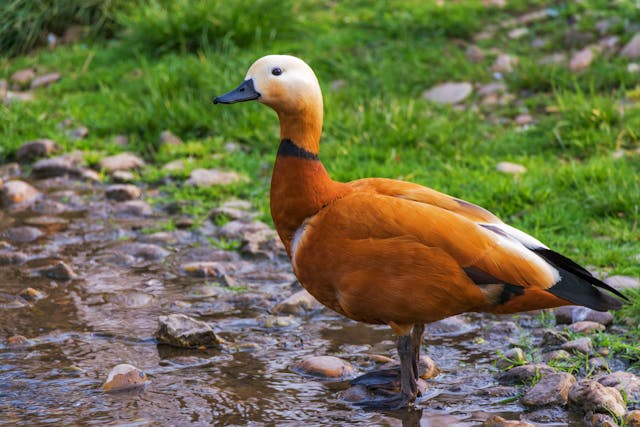 brown bird dream meaning