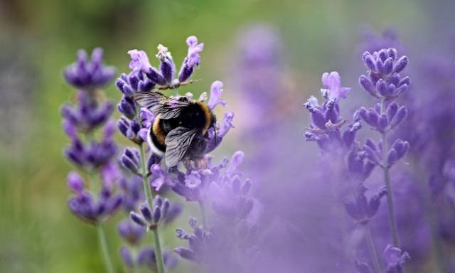 Bumble Bee Dream Meaning