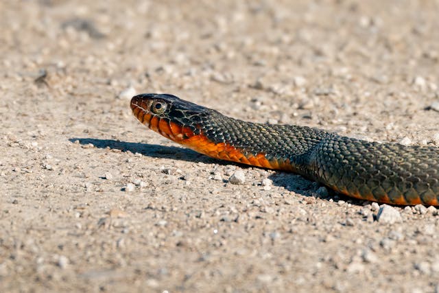 black and orange snake dream meaning