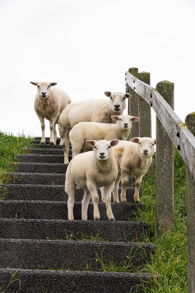 What Does Dreaming of Sheep and Lambs Mean