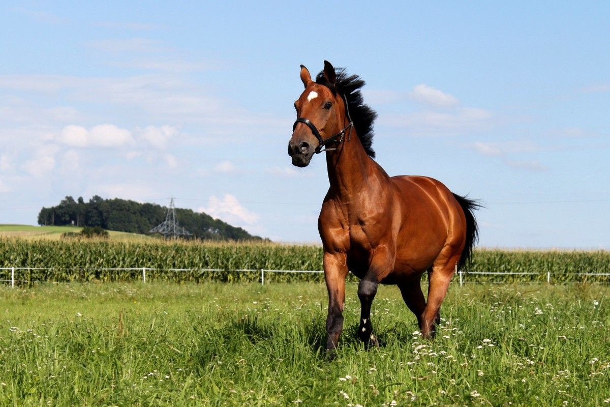 Practical Steps to Unveil the Meaning of Brown Horse Dreams