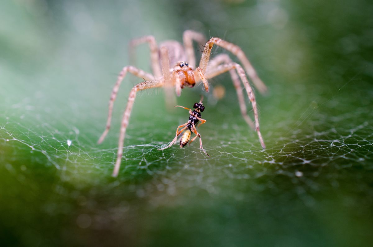 Spider in dream meaning